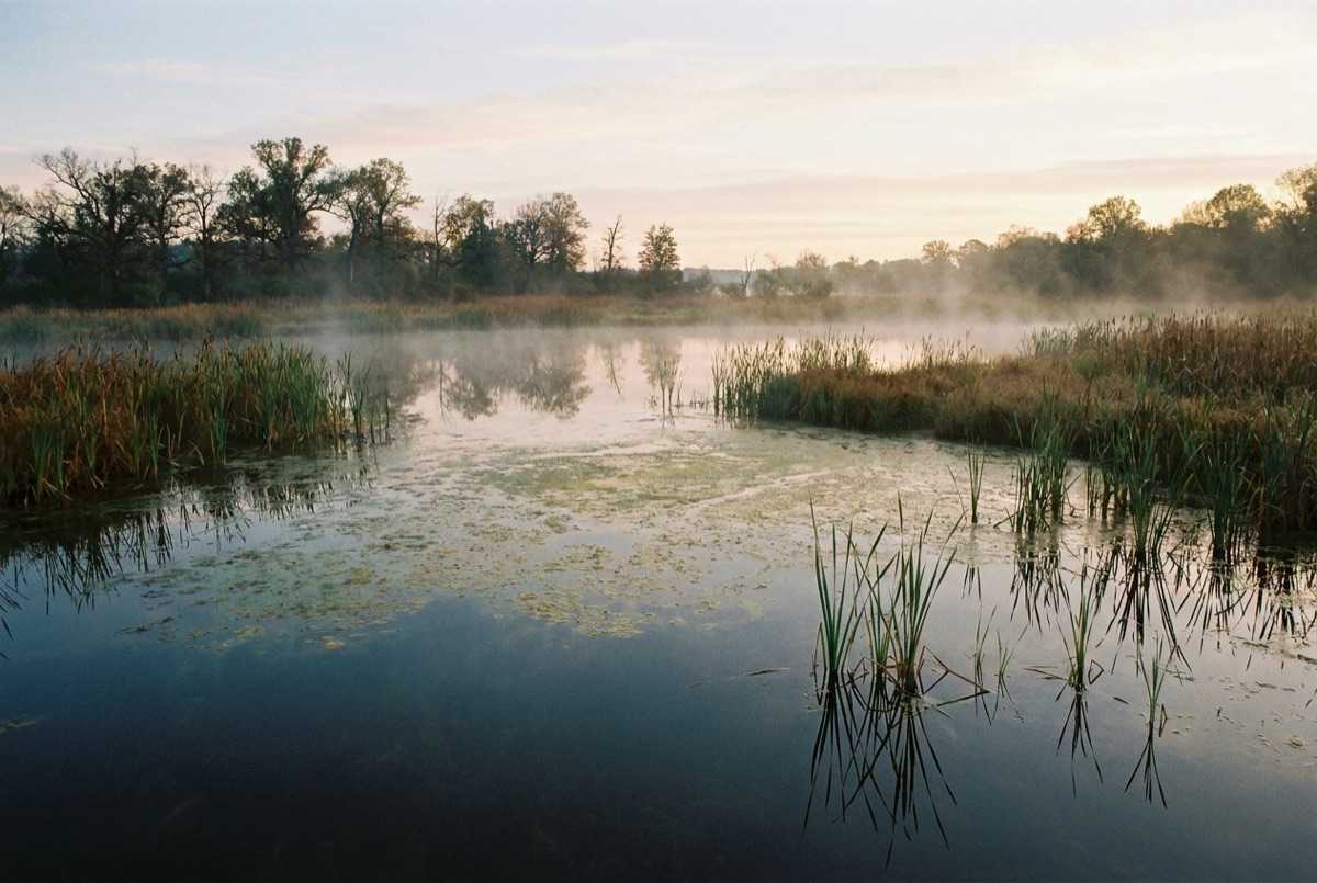 A pristine freshwater wetland at dawn with mist over the water